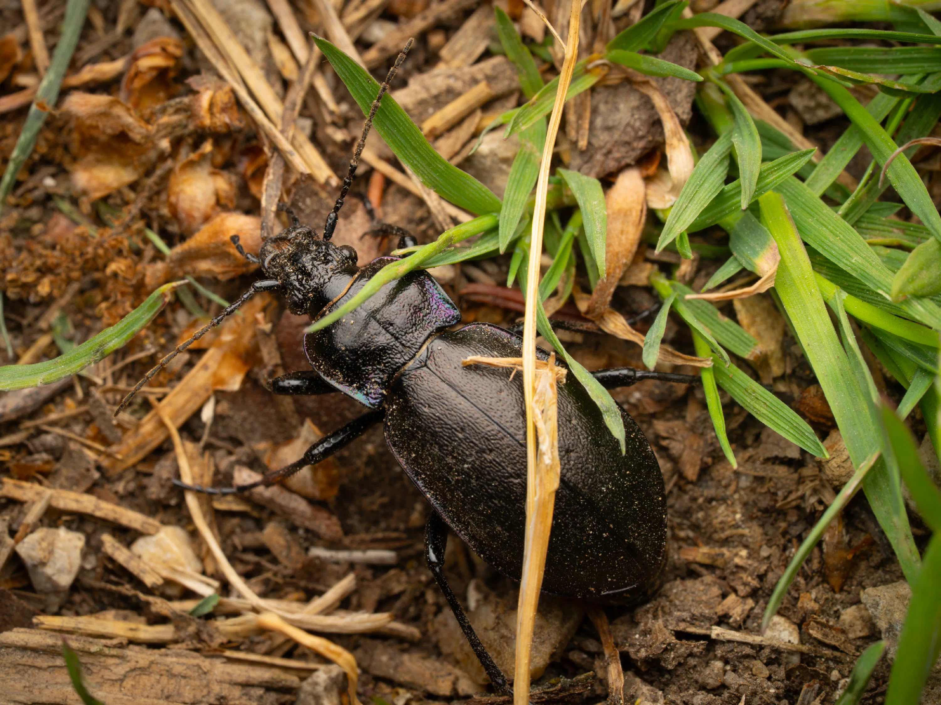 Carabus nemoralis