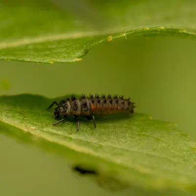 Coccinelle asiatique