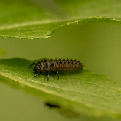 Asian Lady Beetle