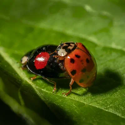 Asian Lady Beetle