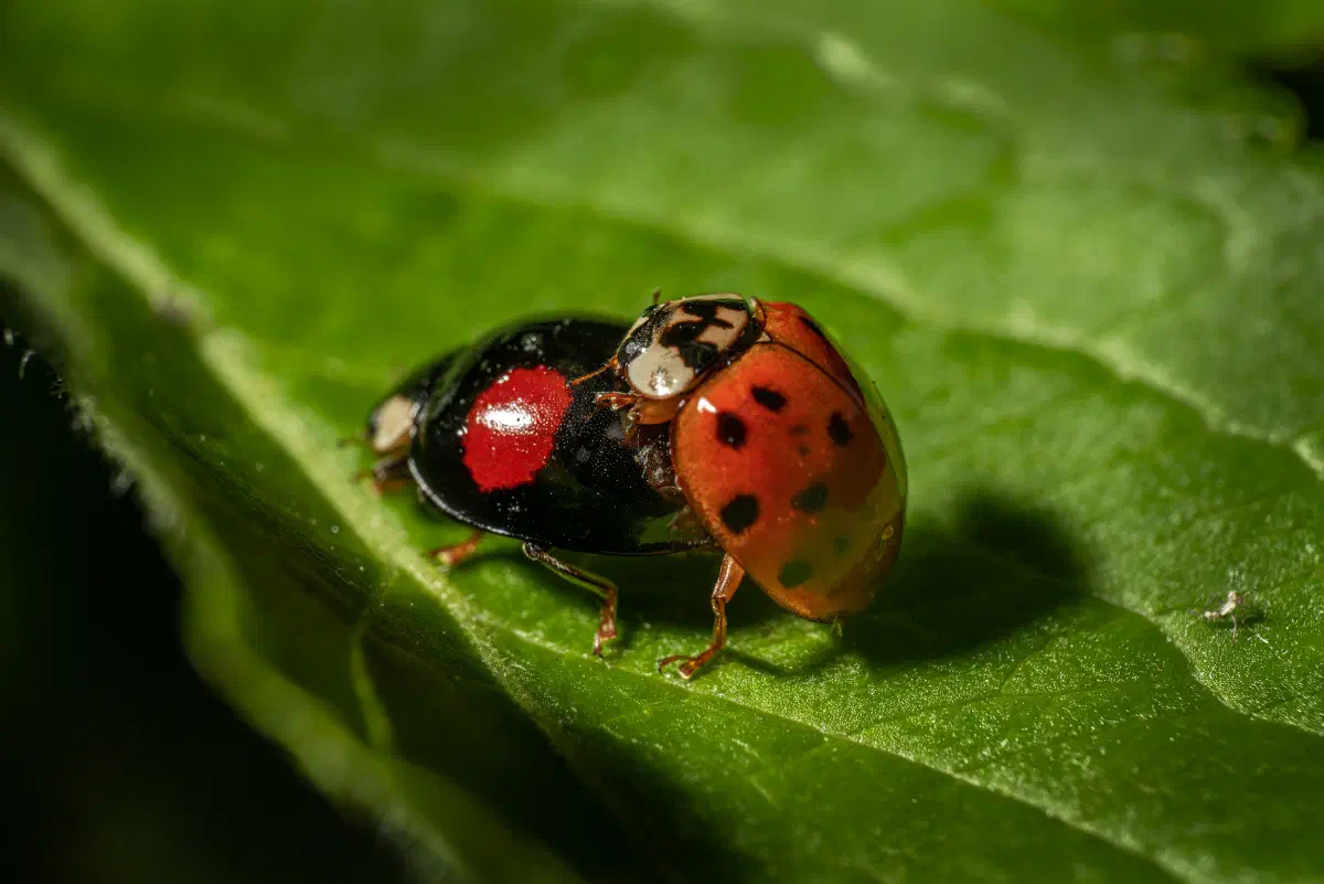 Coccinelle asiatique