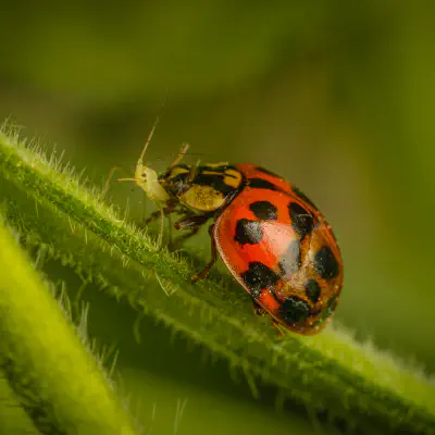 Asiatischer Marienkäfer