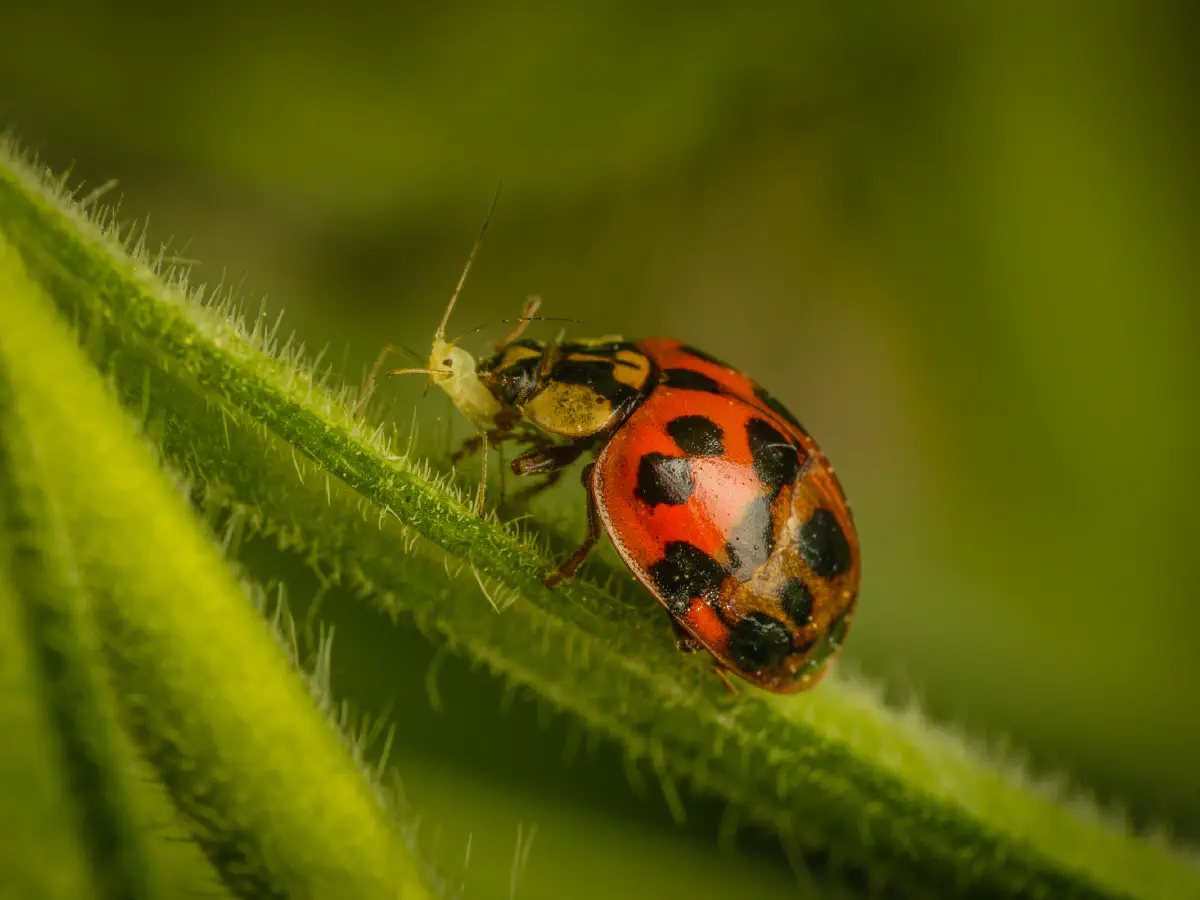 Coccinelle asiatique