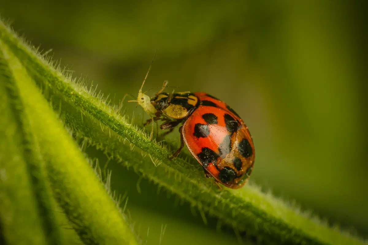 Coccinelle asiatique