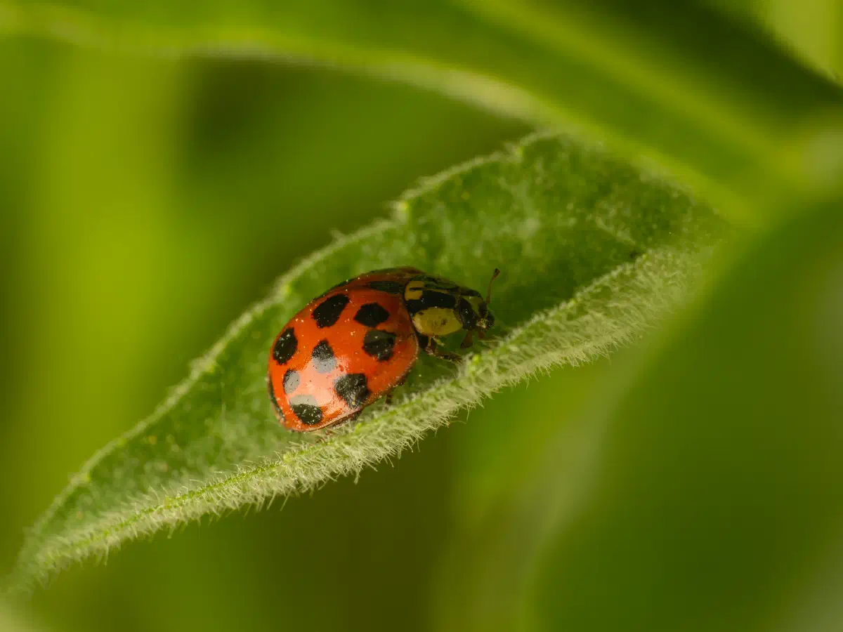 Asian Lady Beetle
