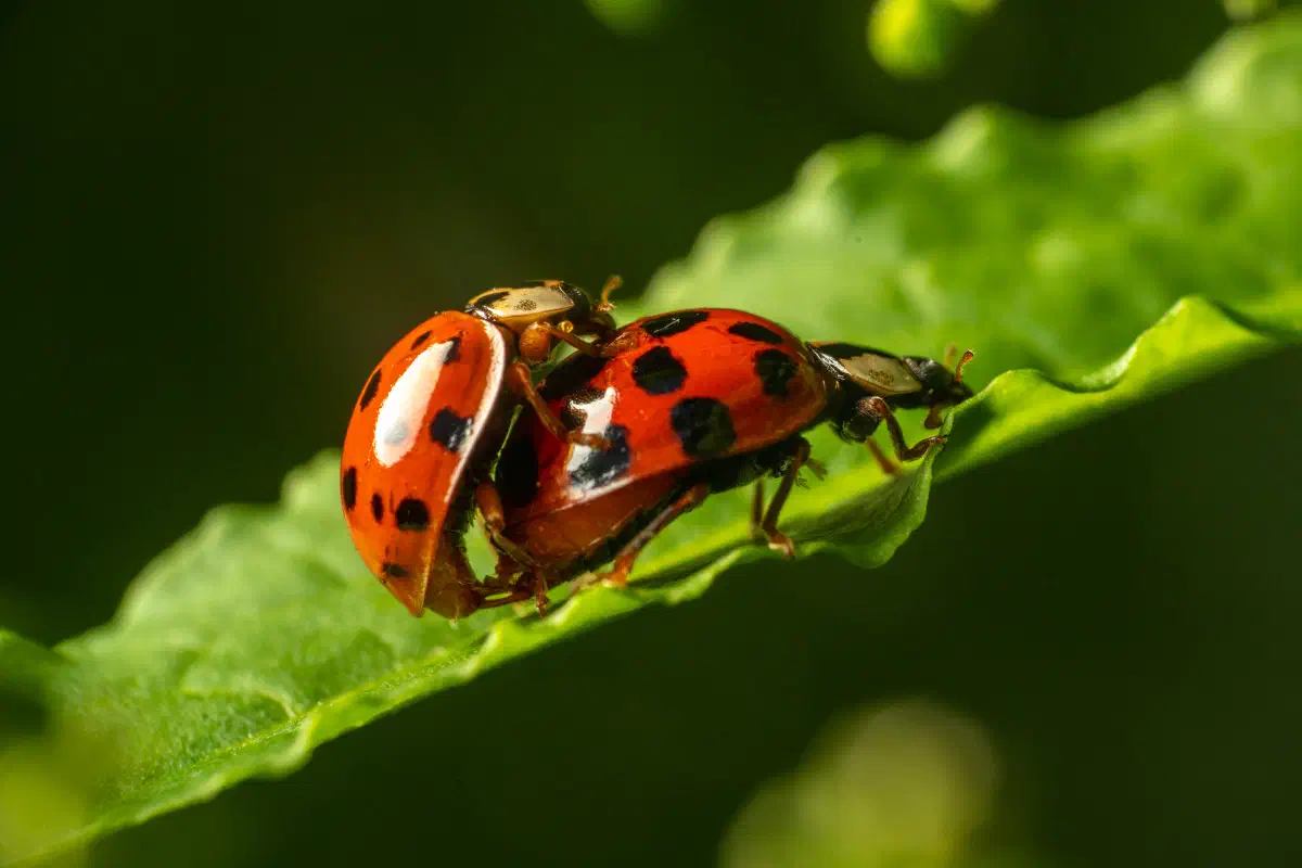 Coccinelle asiatique