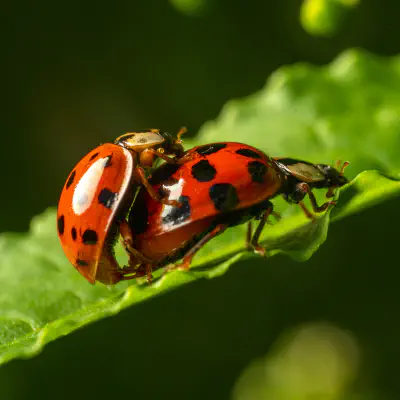 Asiatischer Marienkäfer