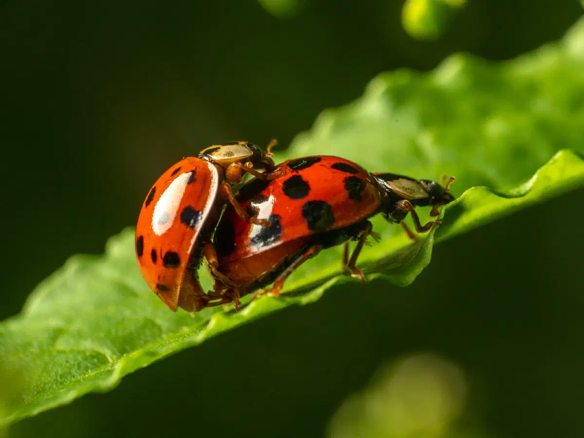 Asian Lady Beetle