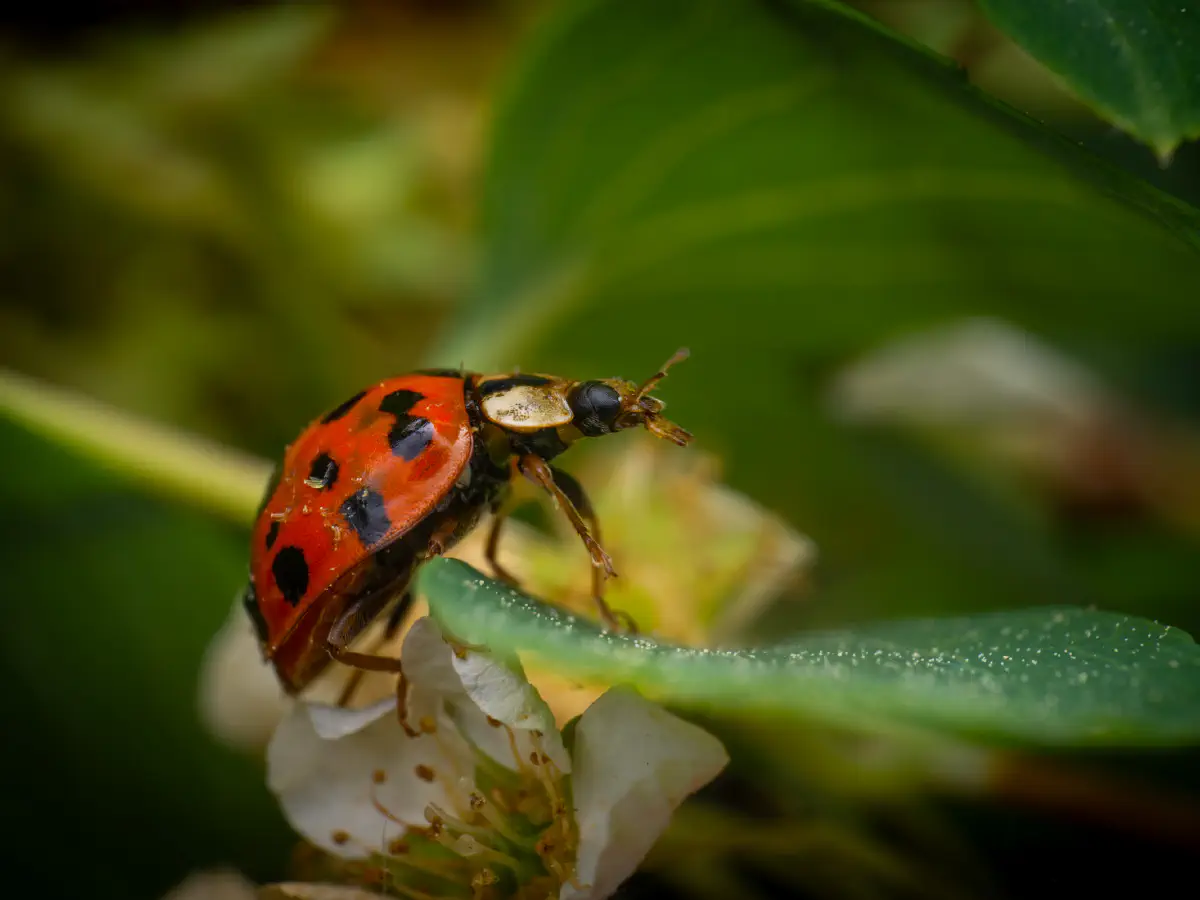 Coccinelle asiatique