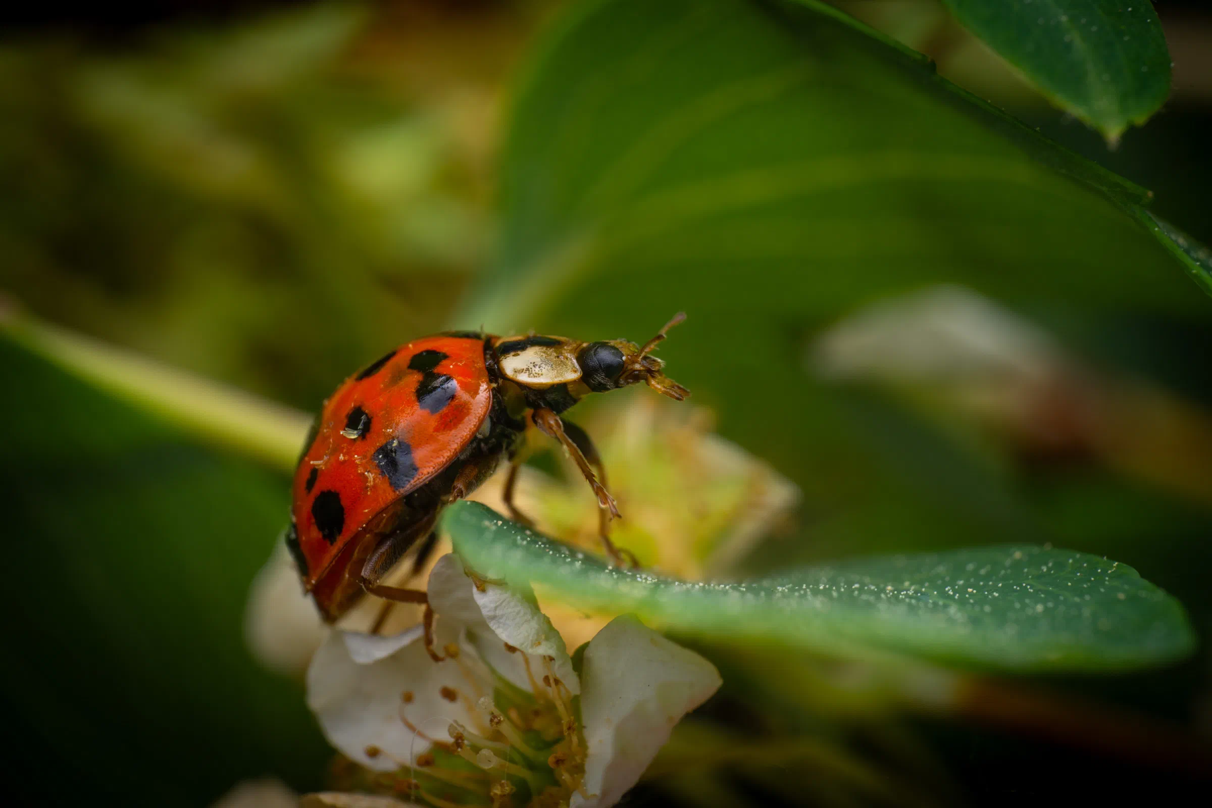 Coccinelle asiatique
