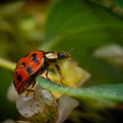 Asiatischer Marienkäfer
