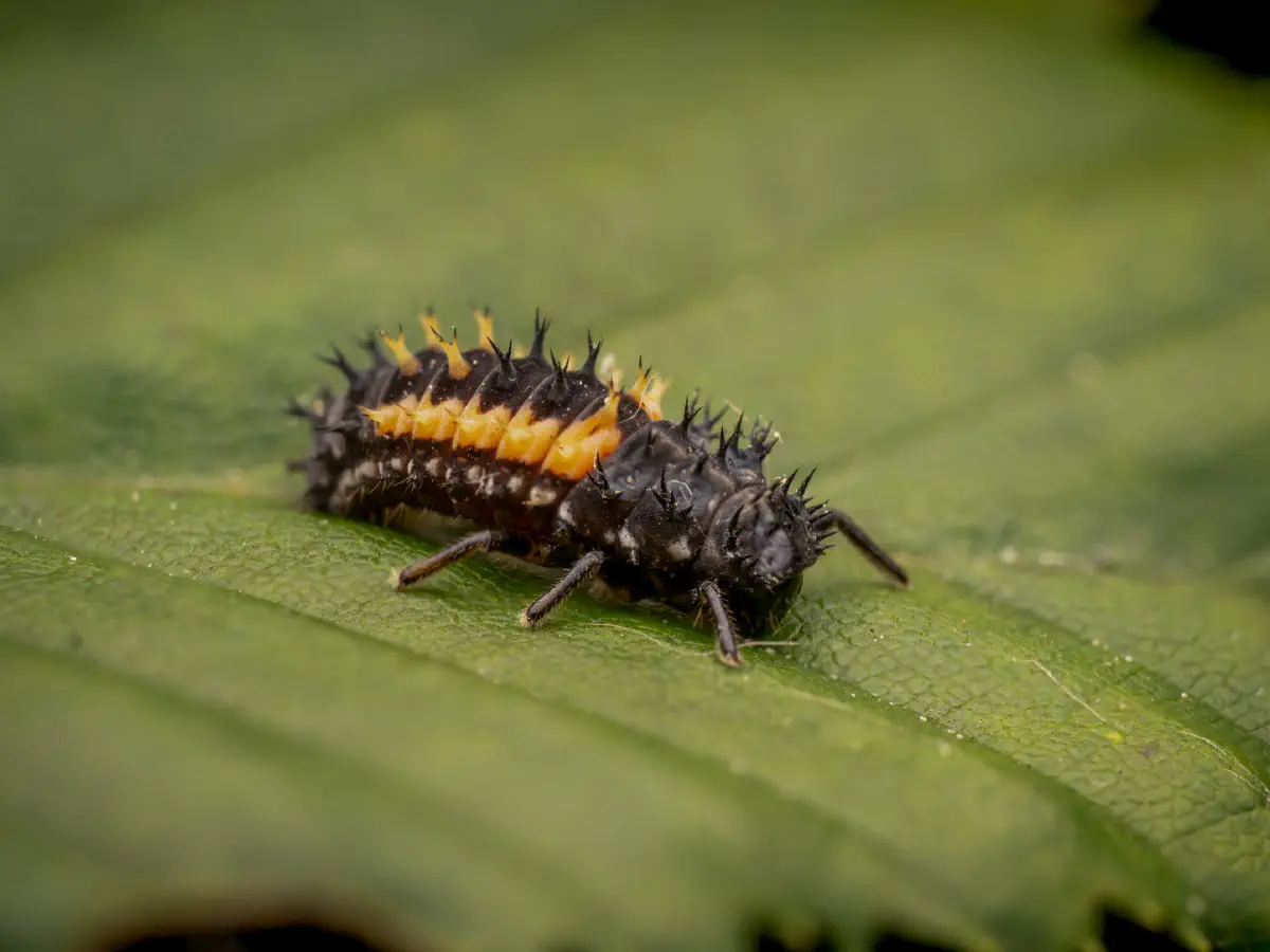 Coccinelle asiatique