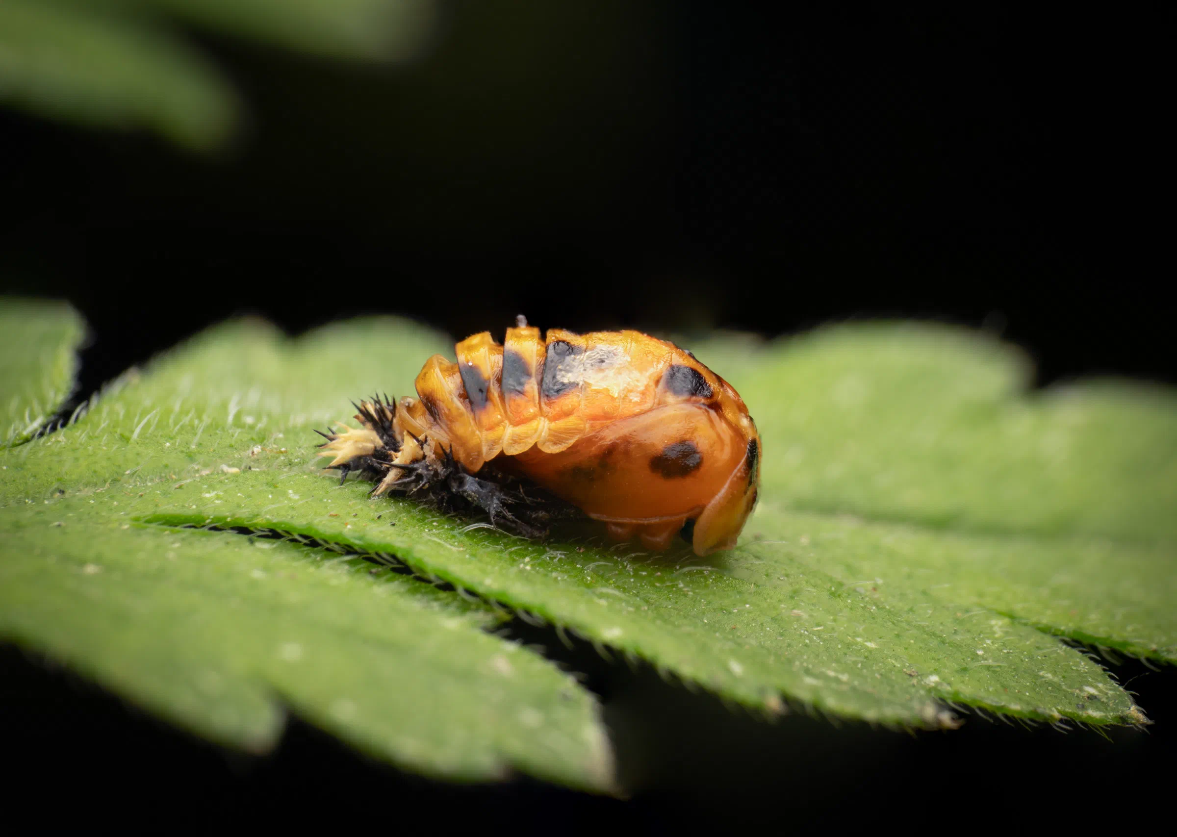 Asiatischer Marienkäfer