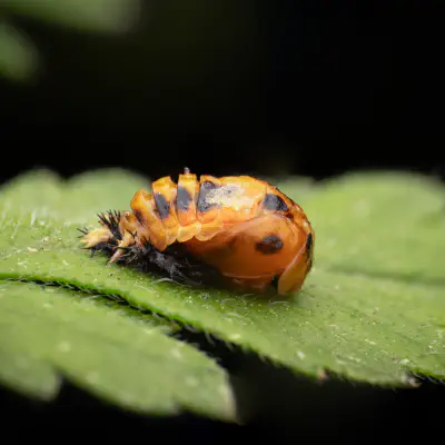 Asiatischer Marienkäfer