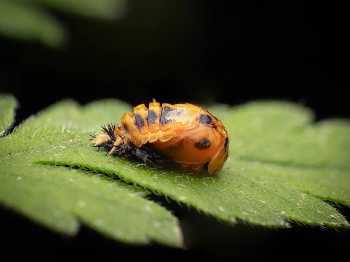 Asian Lady Beetle