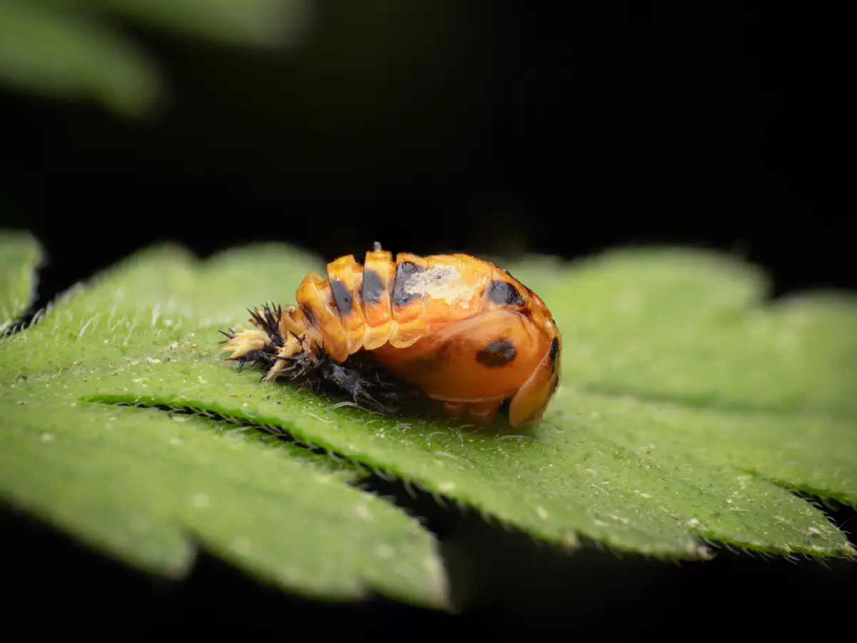 Coccinelle asiatique