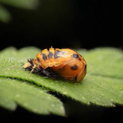 Asian Lady Beetle