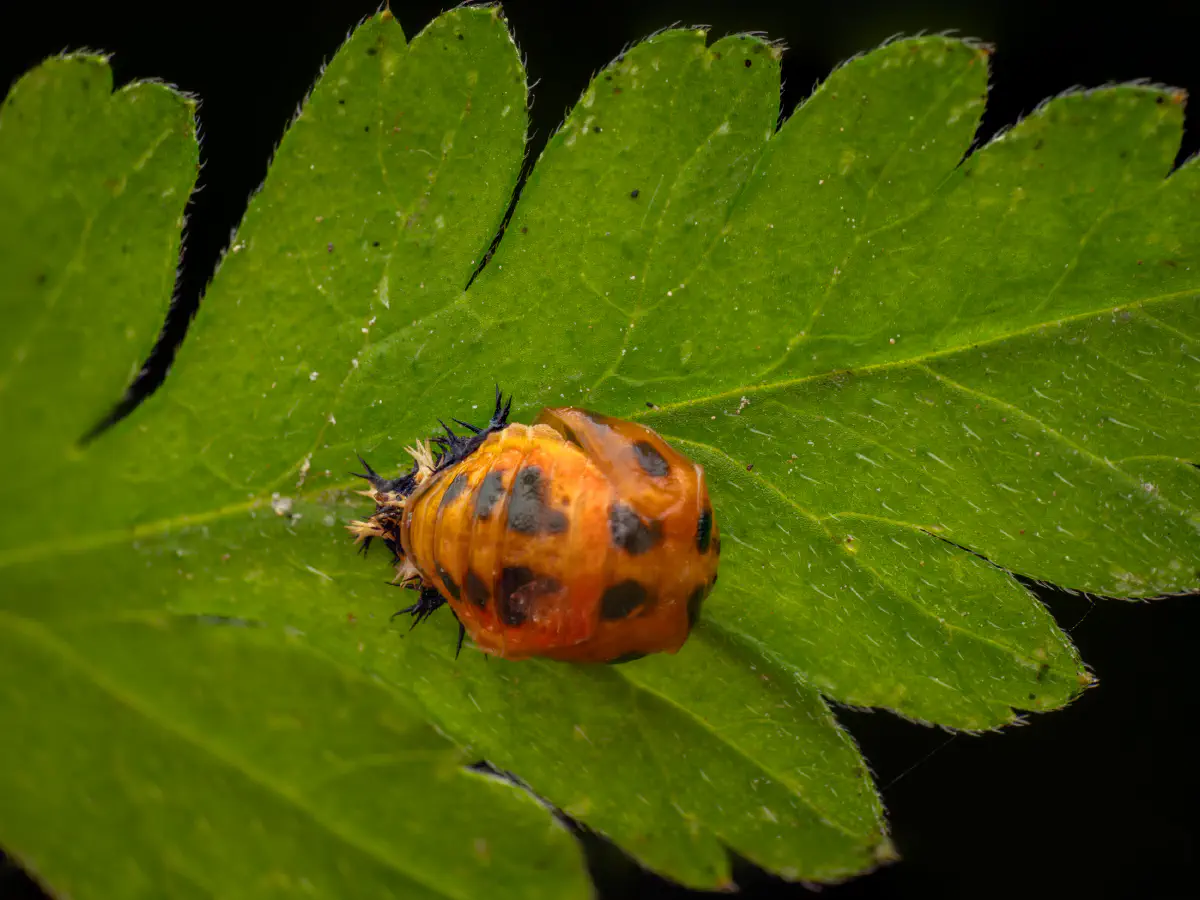 Coccinelle asiatique