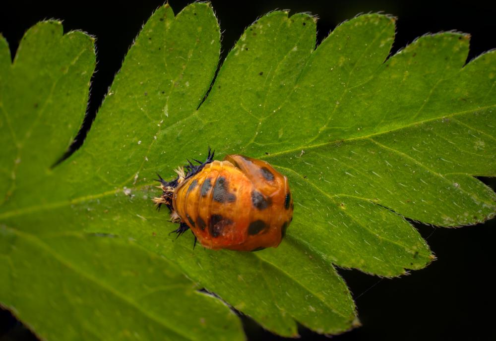 Asiatischer Marienkäfer