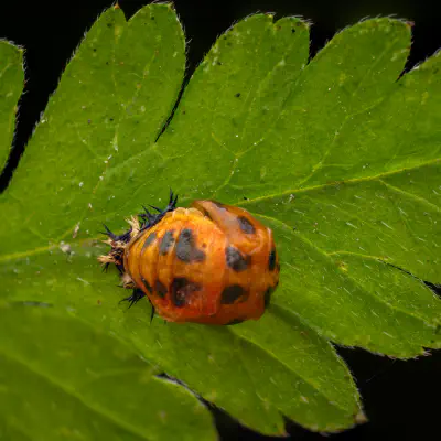 Asiatischer Marienkäfer