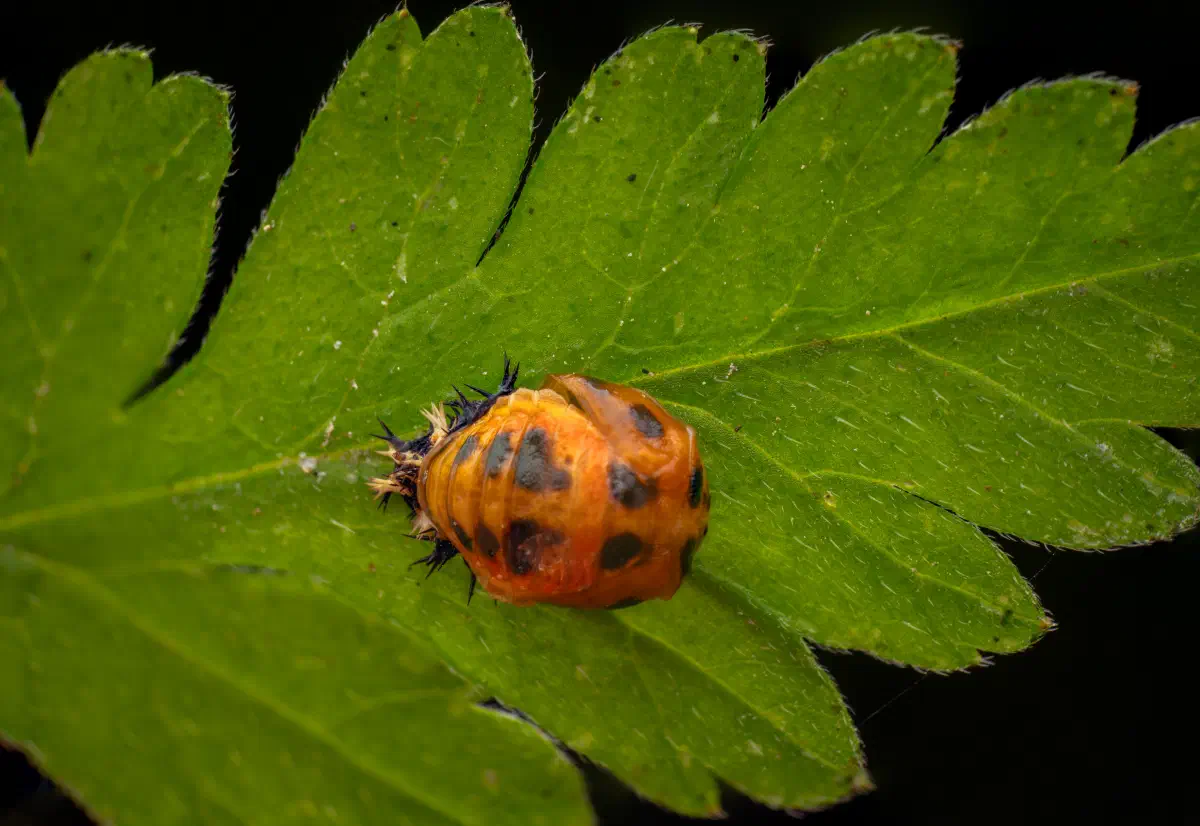Coccinelle asiatique