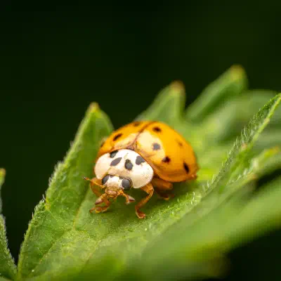 Asian Lady Beetle
