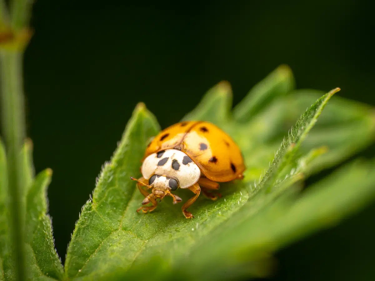 Asian Lady Beetle