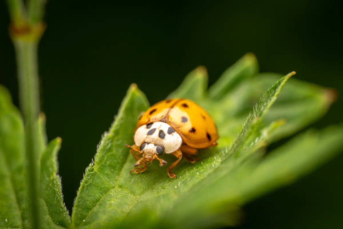 Coccinelle asiatique