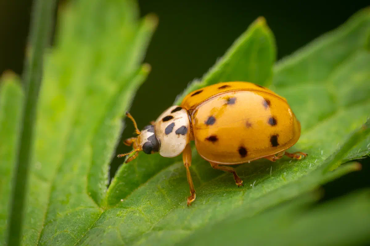 Coccinelle asiatique
