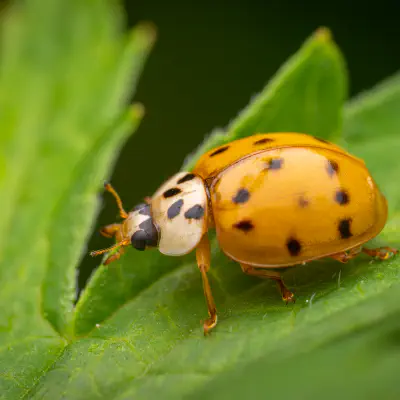 Asiatischer Marienkäfer