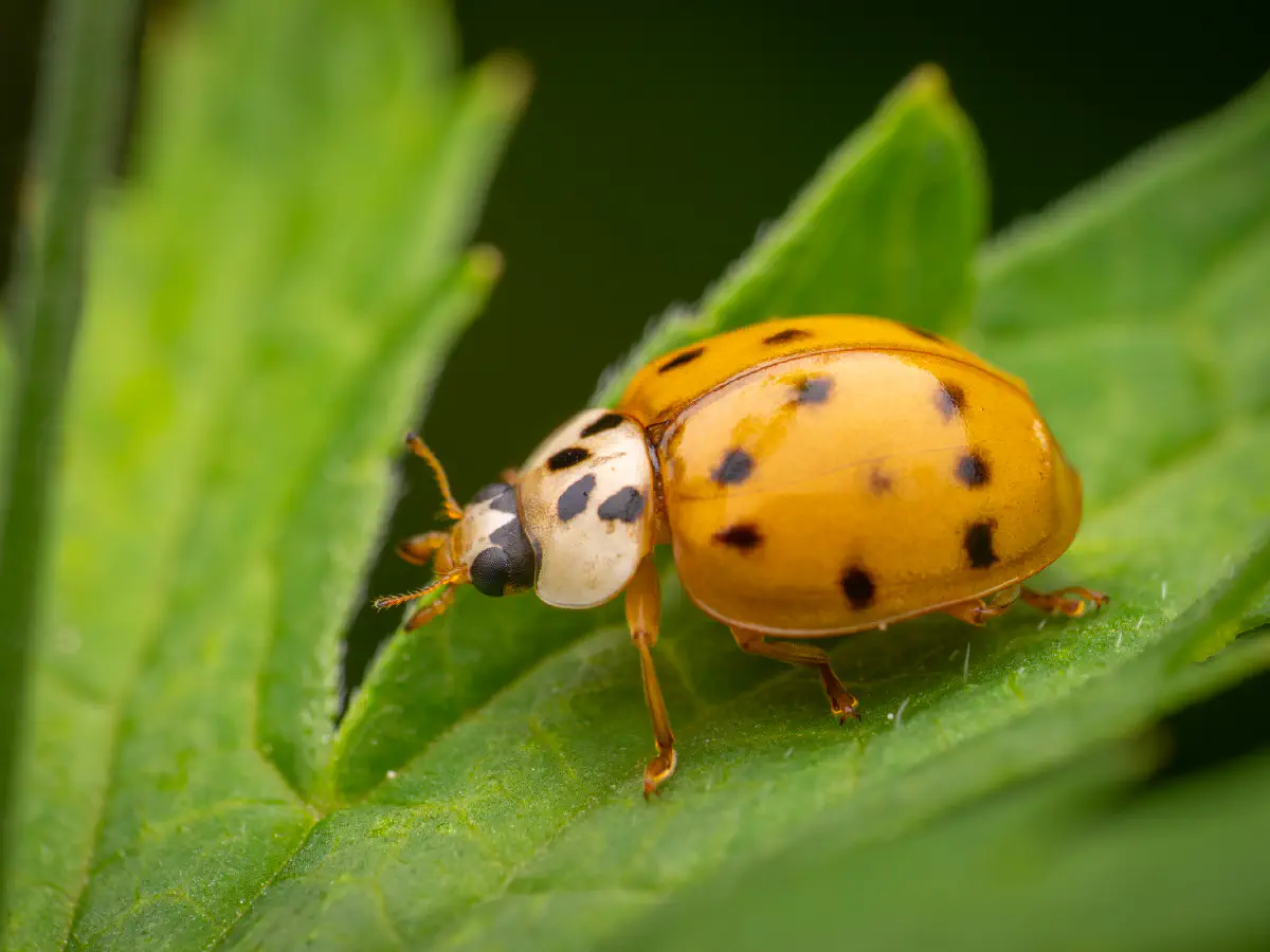 Coccinelle asiatique
