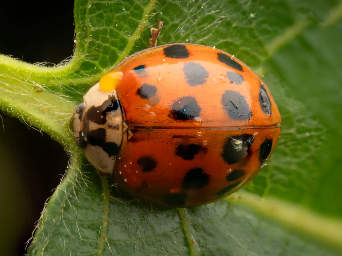 Coccinelle asiatique