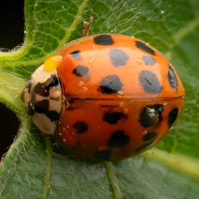Asian Lady Beetle