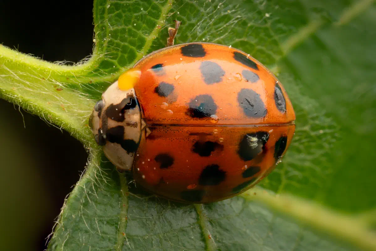 Coccinelle asiatique