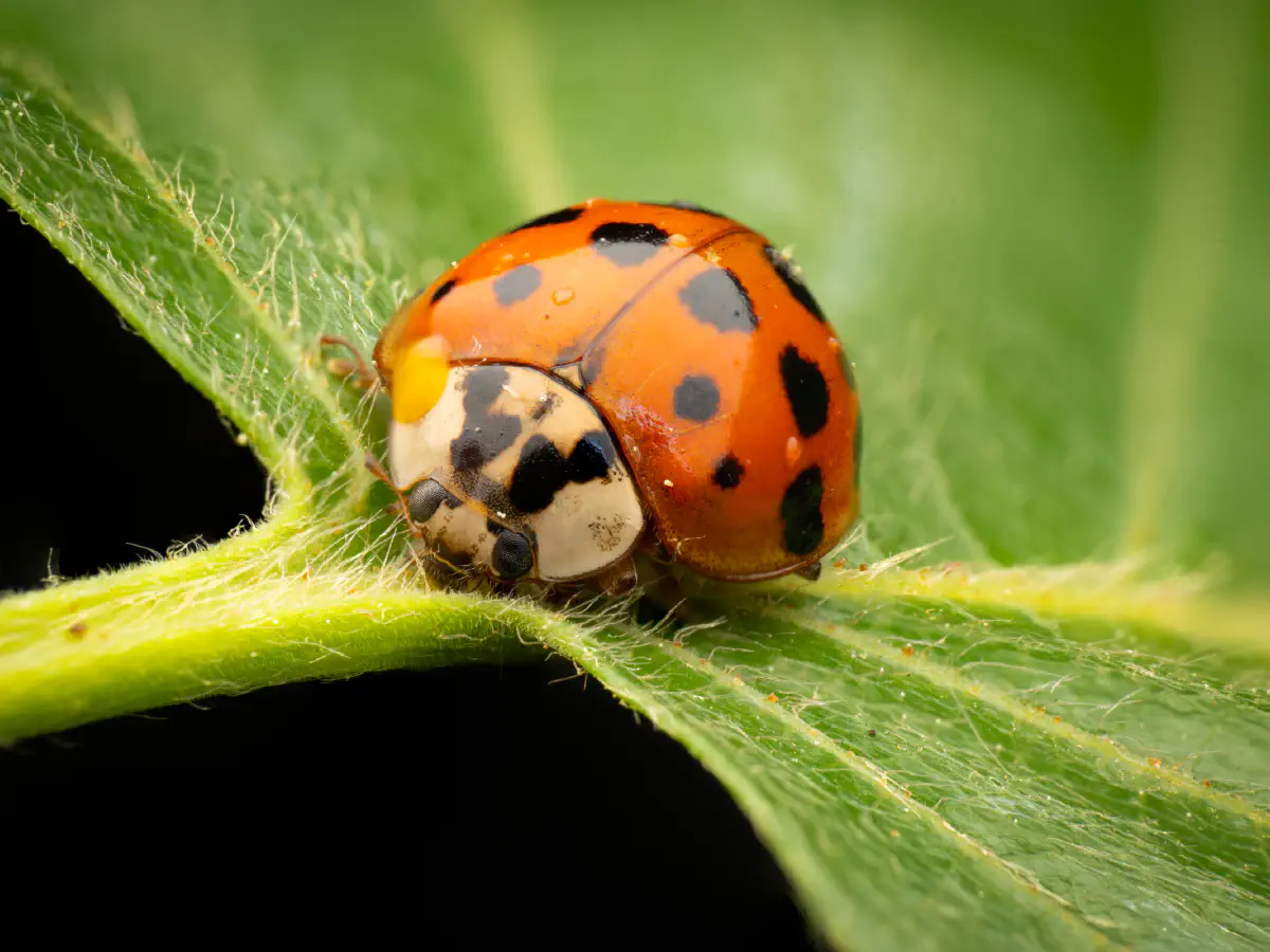 Coccinelle asiatique