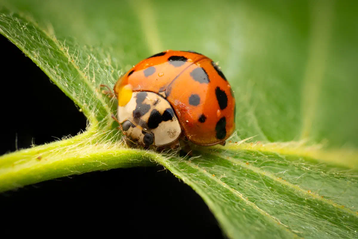 Coccinelle asiatique