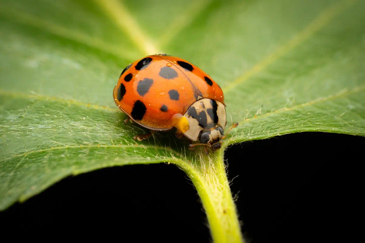 Coccinelle asiatique