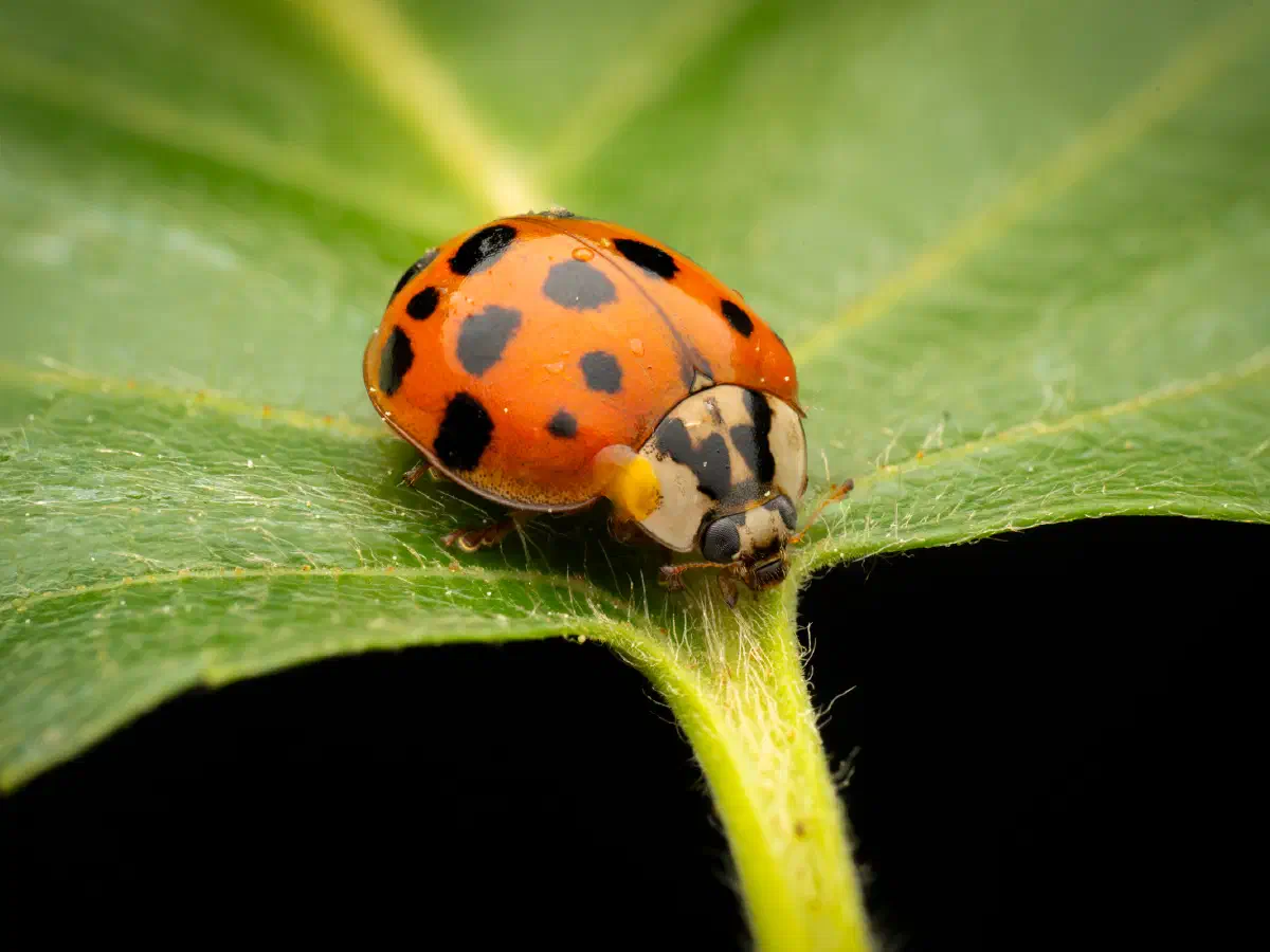 Asian Lady Beetle