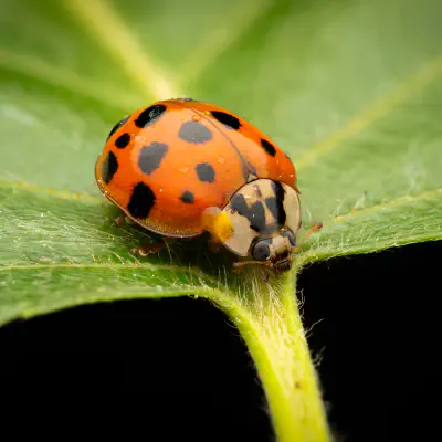 Asiatischer Marienkäfer