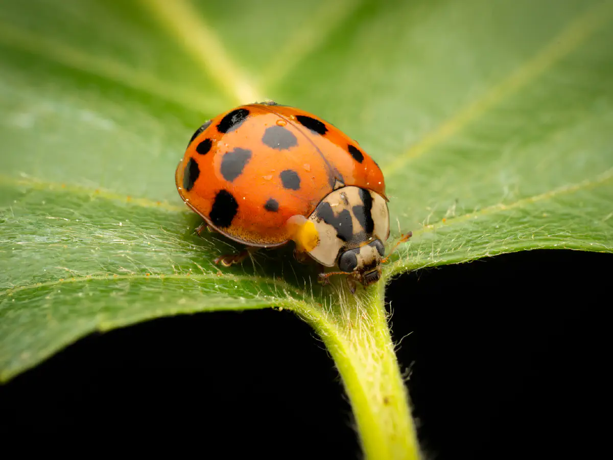Coccinelle asiatique