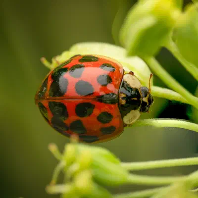 Asian Lady Beetle