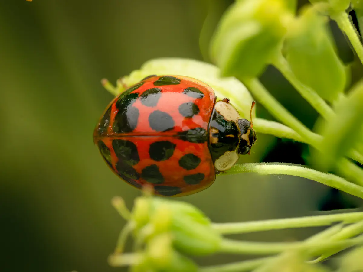 Coccinelle asiatique