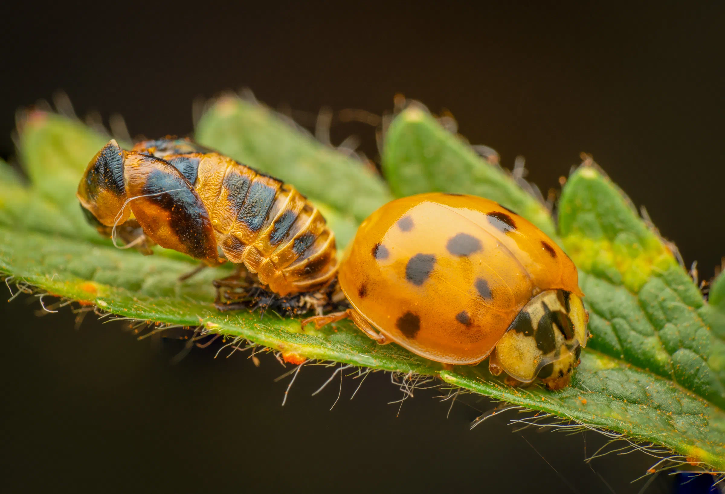 Asiatischer Marienkäfer