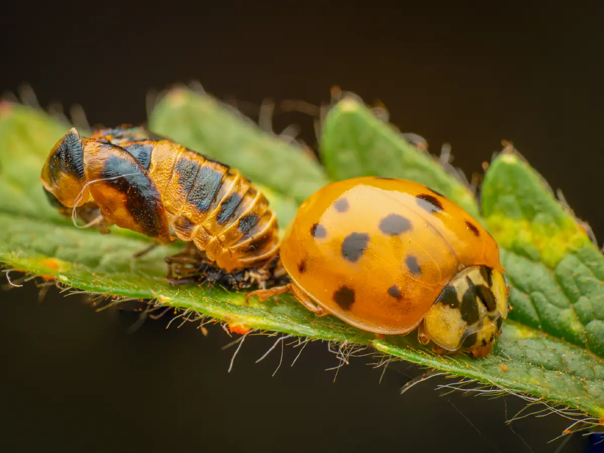 Coccinelle asiatique