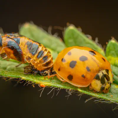 Asian Lady Beetle