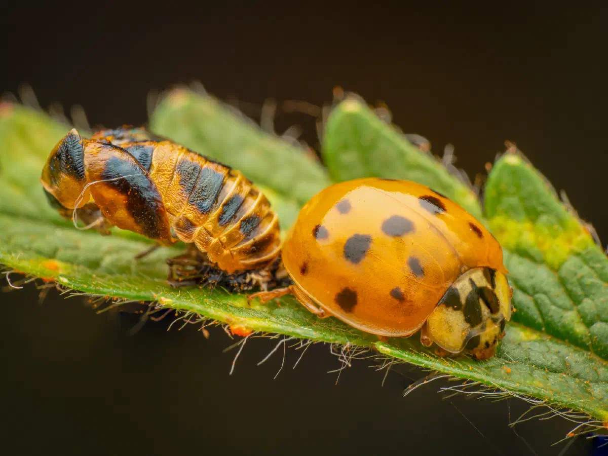 Asian Lady Beetle
