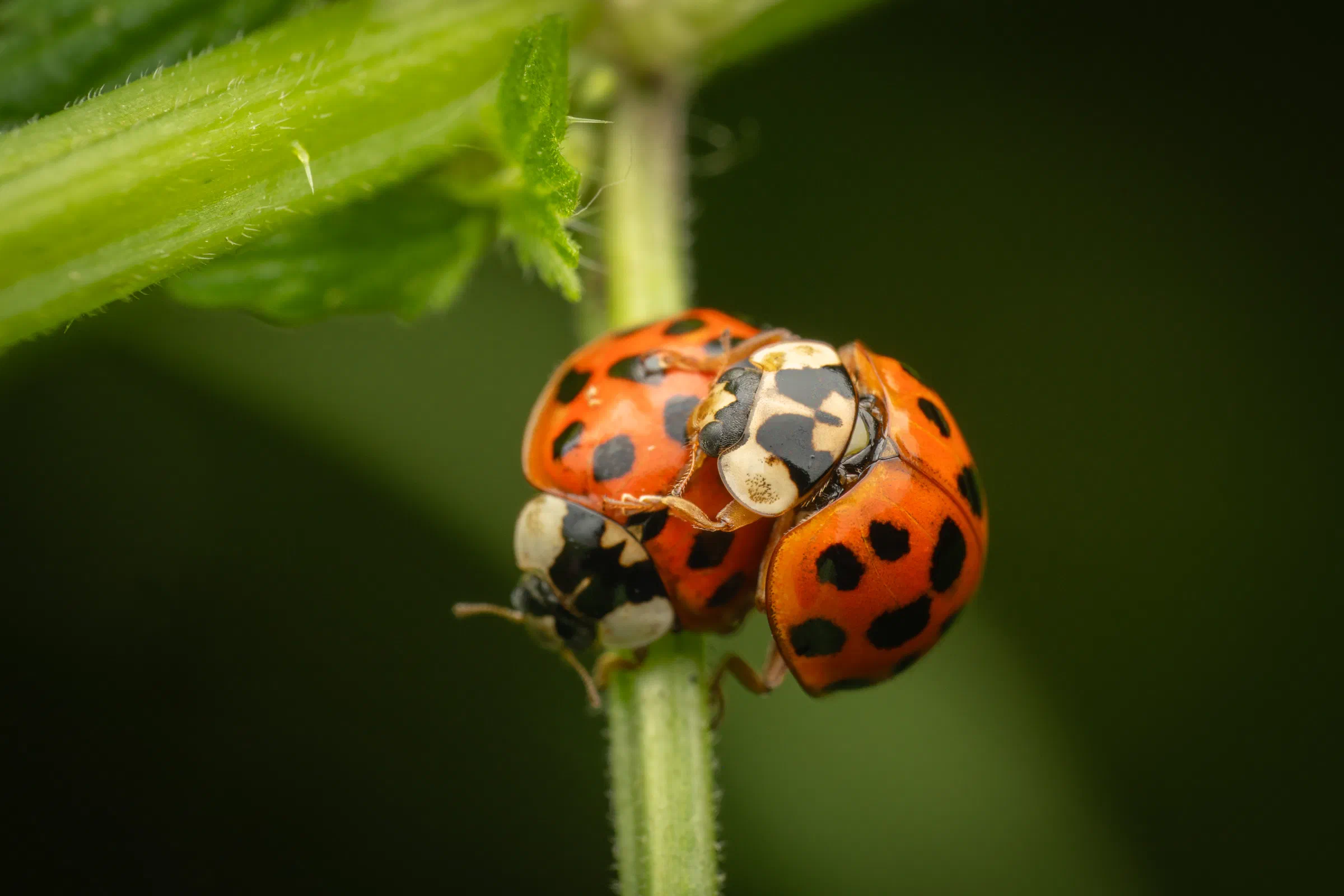 Coccinelle asiatique