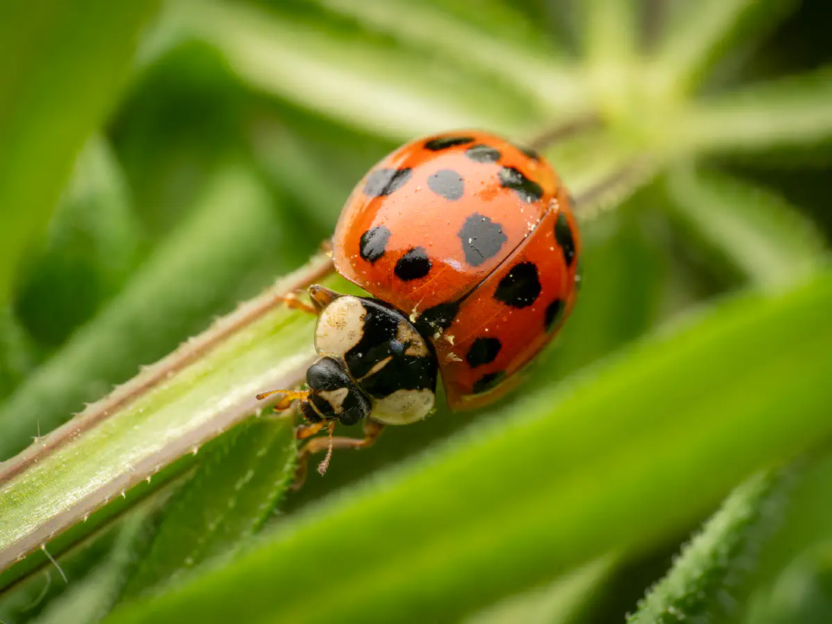 Coccinelle asiatique