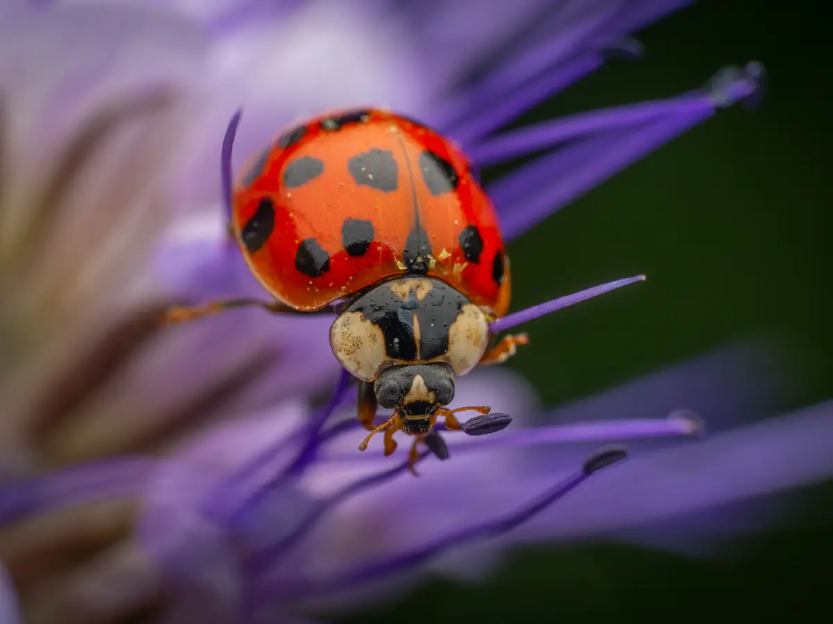 Coccinelle asiatique