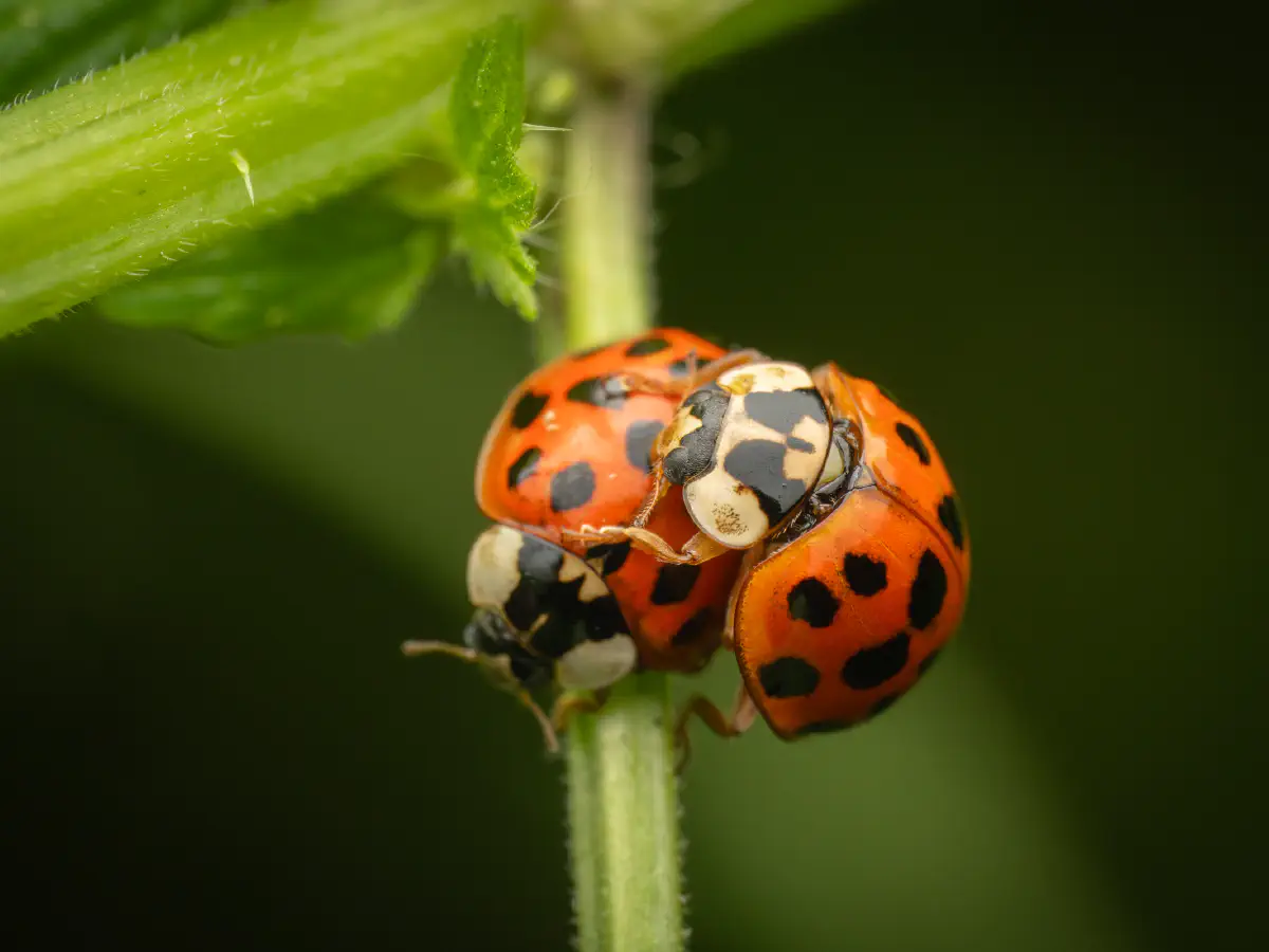 Coccinelle asiatique